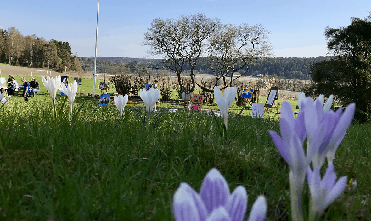 Om noen uker er plenen full av krokus!